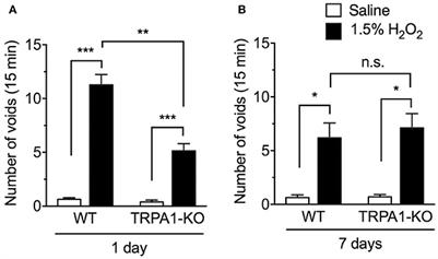 Pathophysiological Role of Transient Receptor Potential Ankyrin 1 in a Mouse Long-Lasting Cystitis Model Induced by an Intravesical Injection of Hydrogen Peroxide